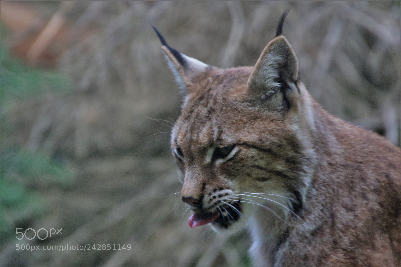 Canon EOS 7D Mark II sample photo. Lynx photography