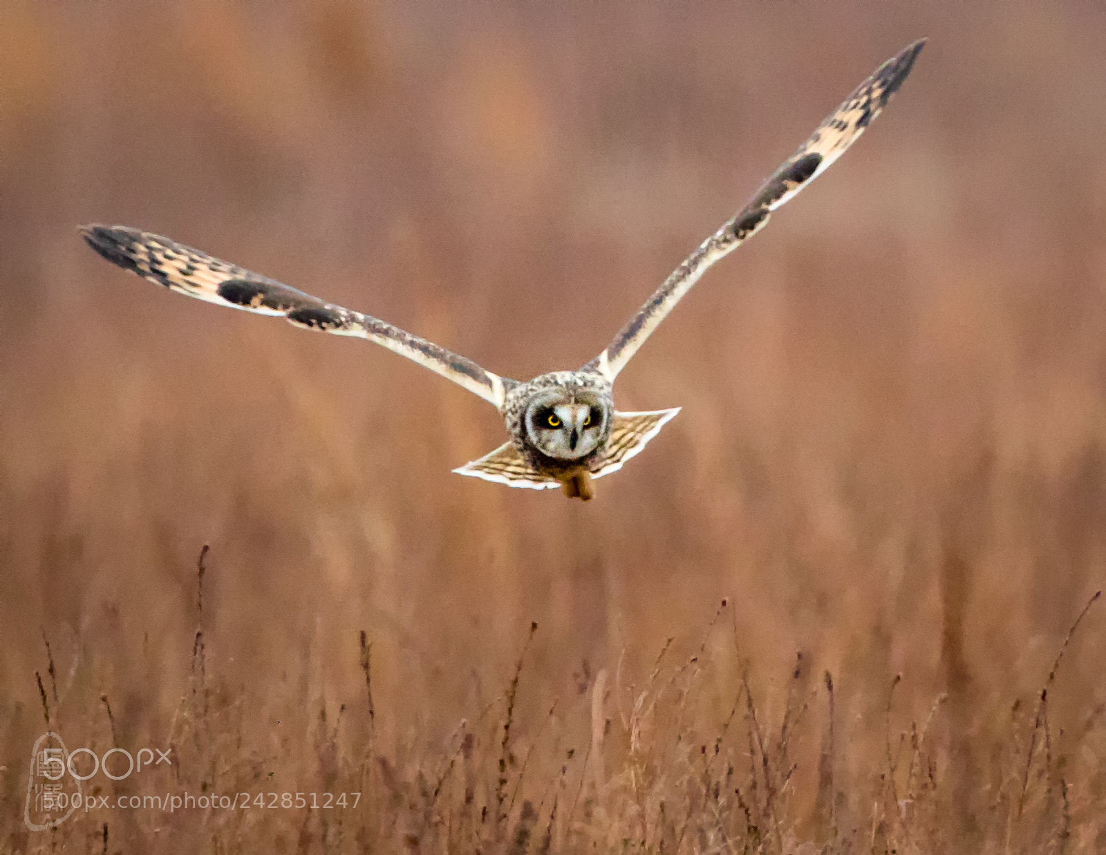 Canon EOS 7D Mark II sample photo. Shortears hunting photography