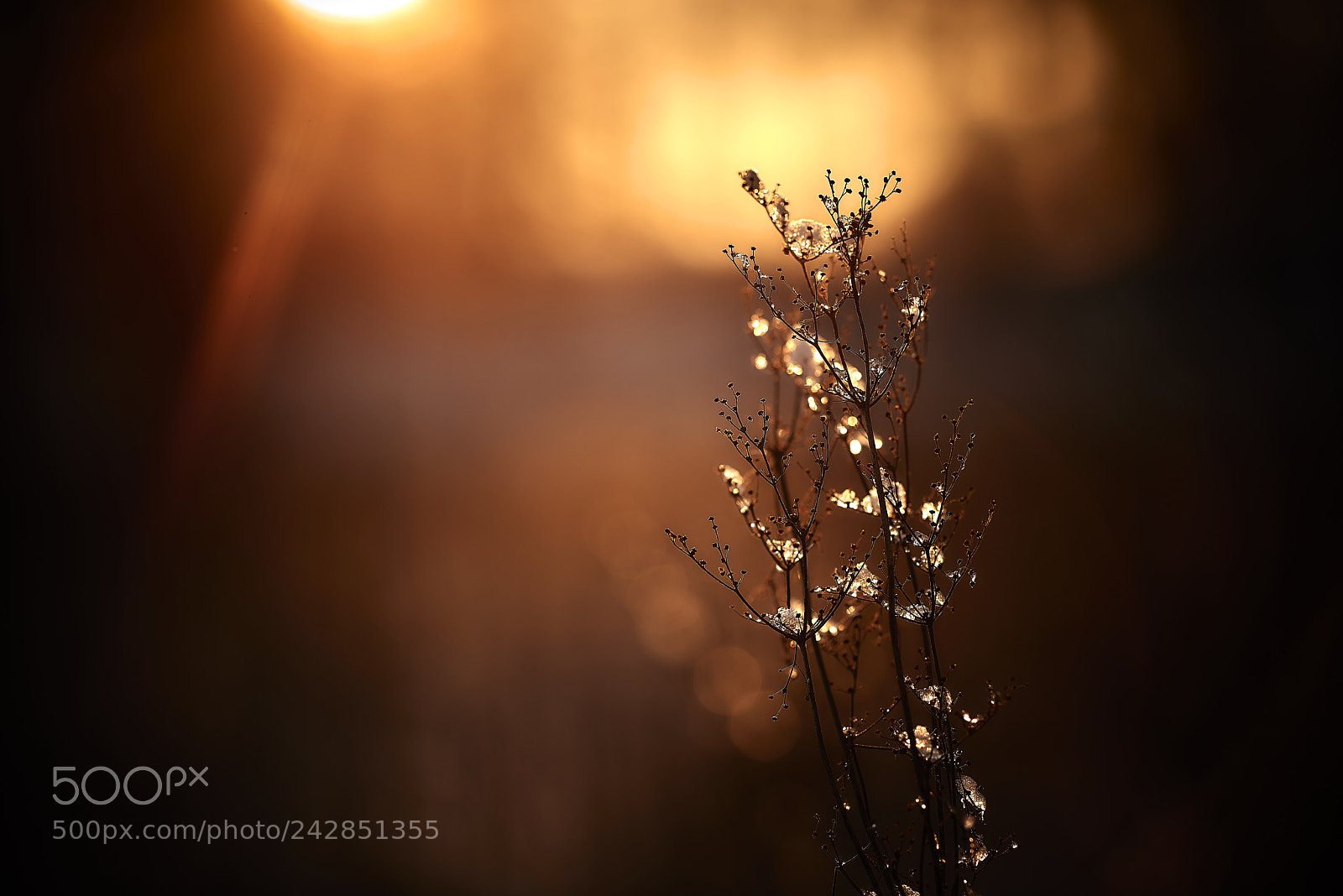 Nikon D800E sample photo. Flare photography