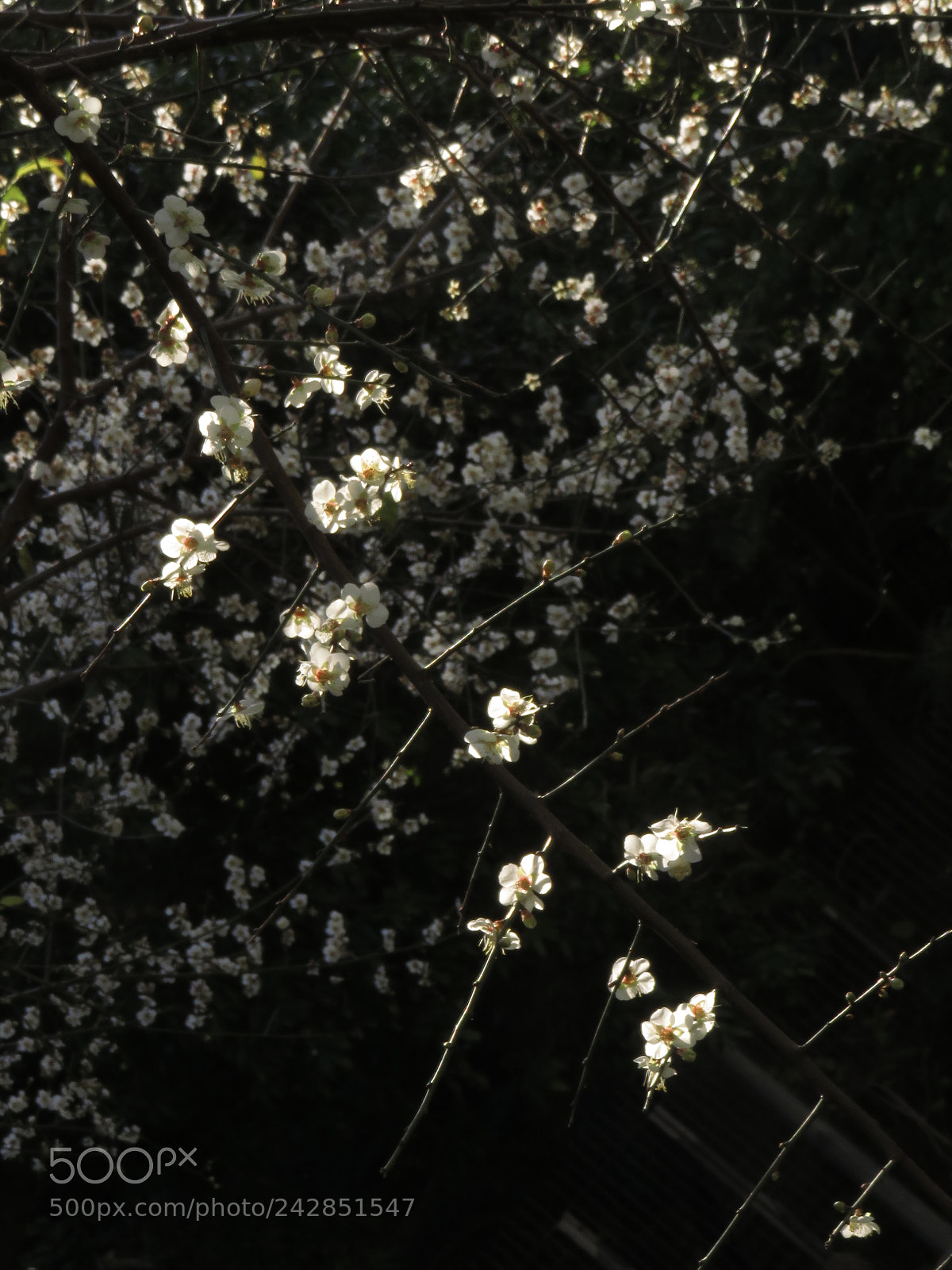 Canon PowerShot SX710 HS sample photo. Plum blossom in hong photography