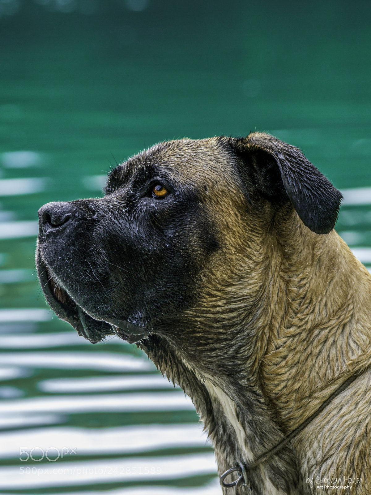 Sony a99 II sample photo. Dogo canario photography