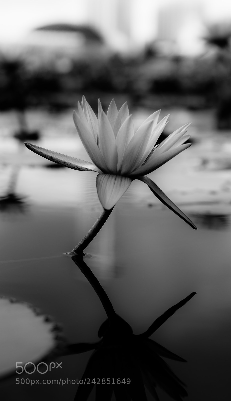Sony a7 II sample photo. Lotus b/w photography