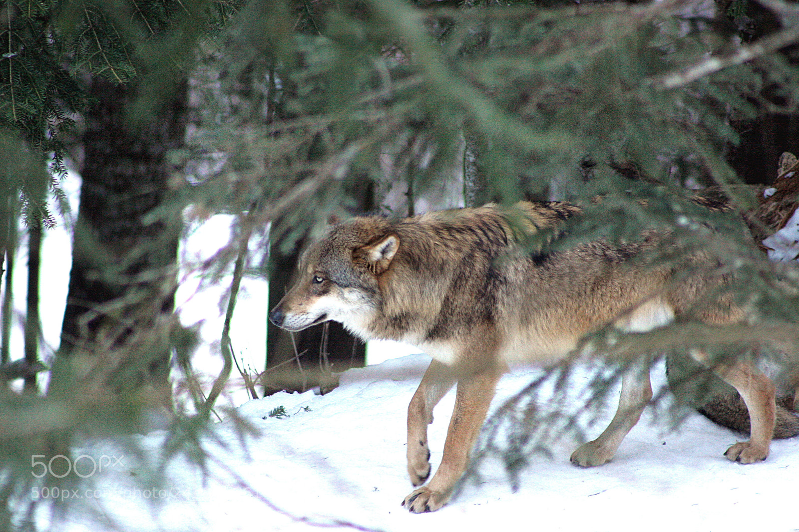 Canon EOS 20D sample photo. Loup photography
