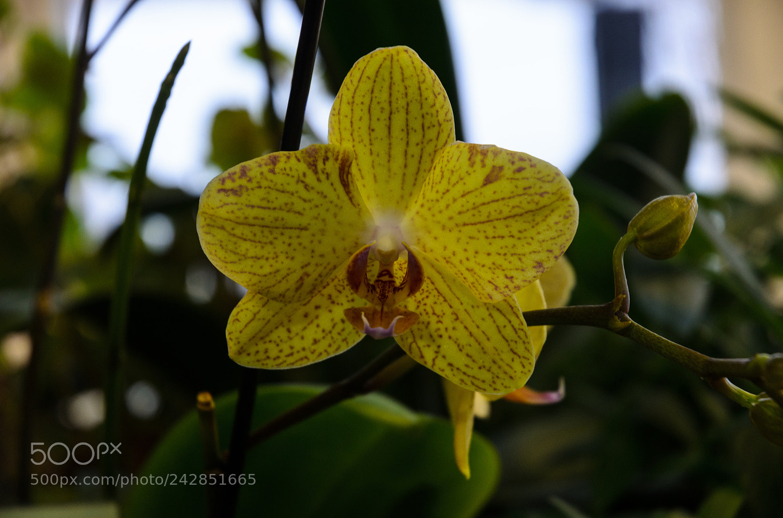 Nikon D5100 sample photo. 276 photography