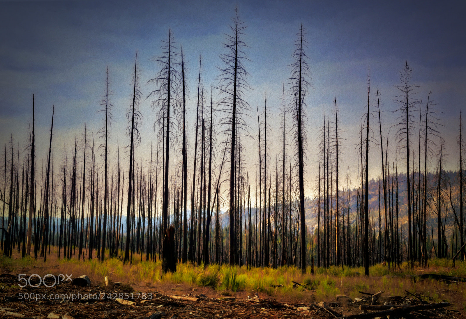 Nikon D810 sample photo. Yosemite national park photography