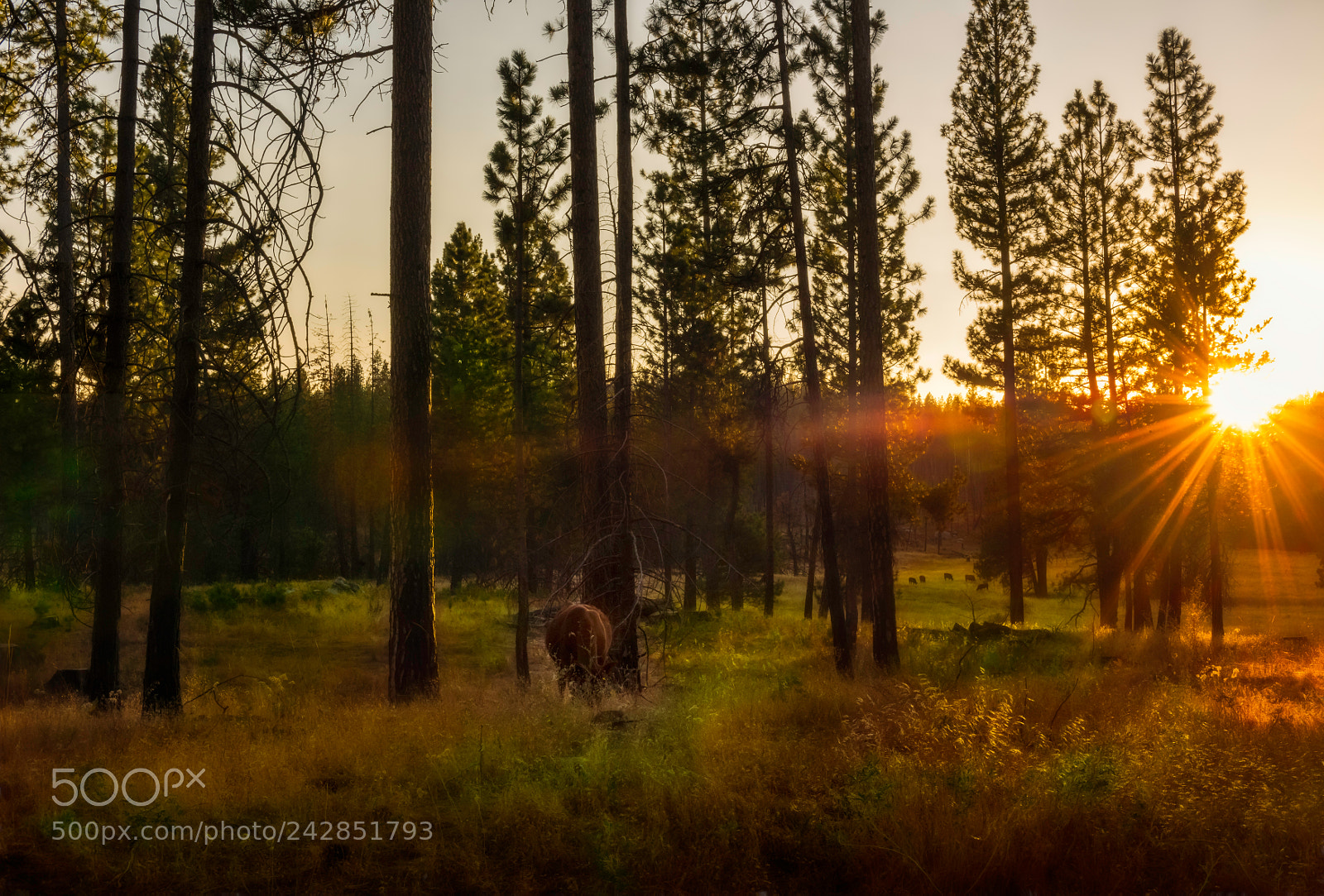 Nikon D810 sample photo. Yosemite national park photography