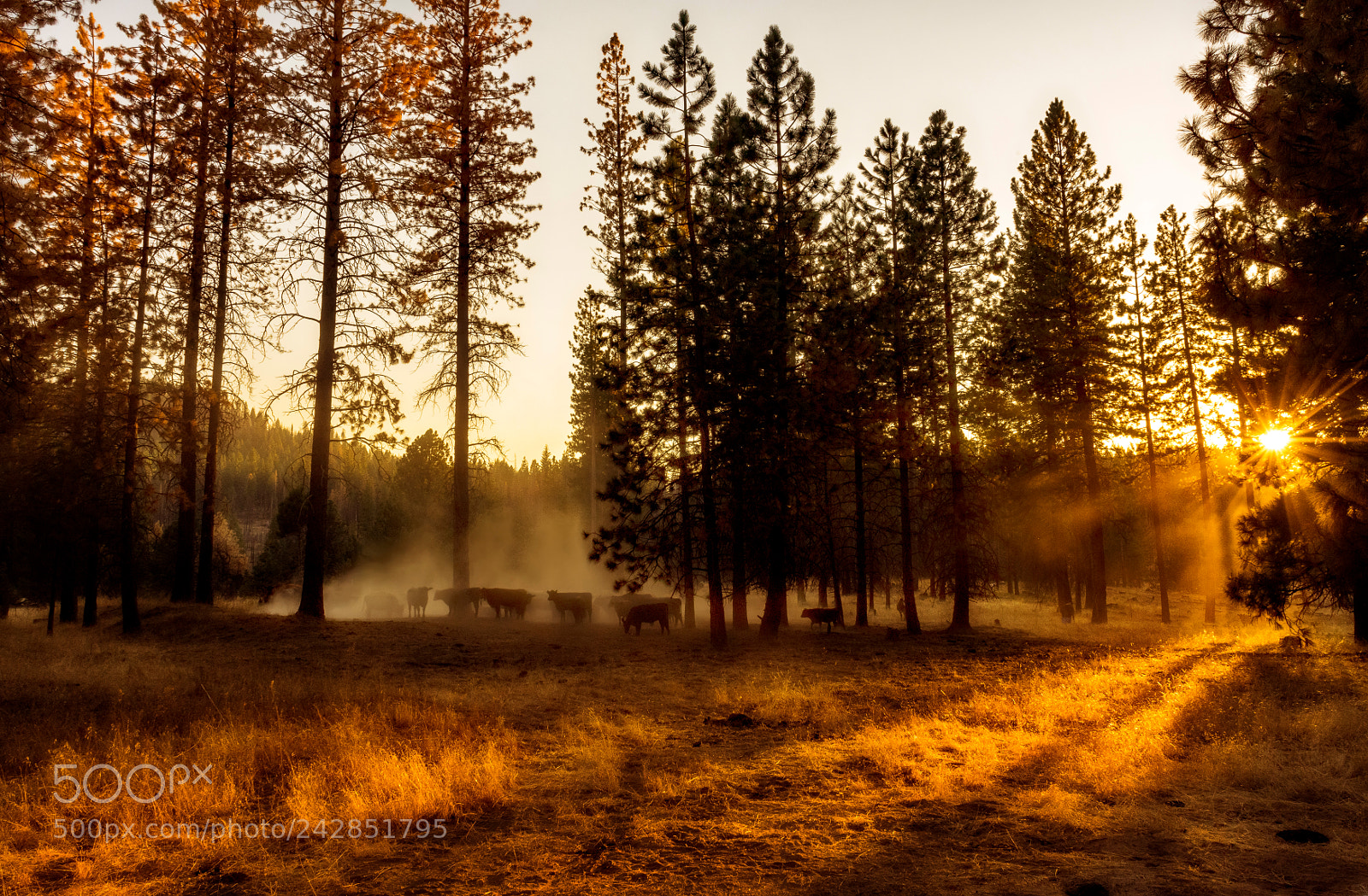 Nikon D810 sample photo. Yosemite national park photography
