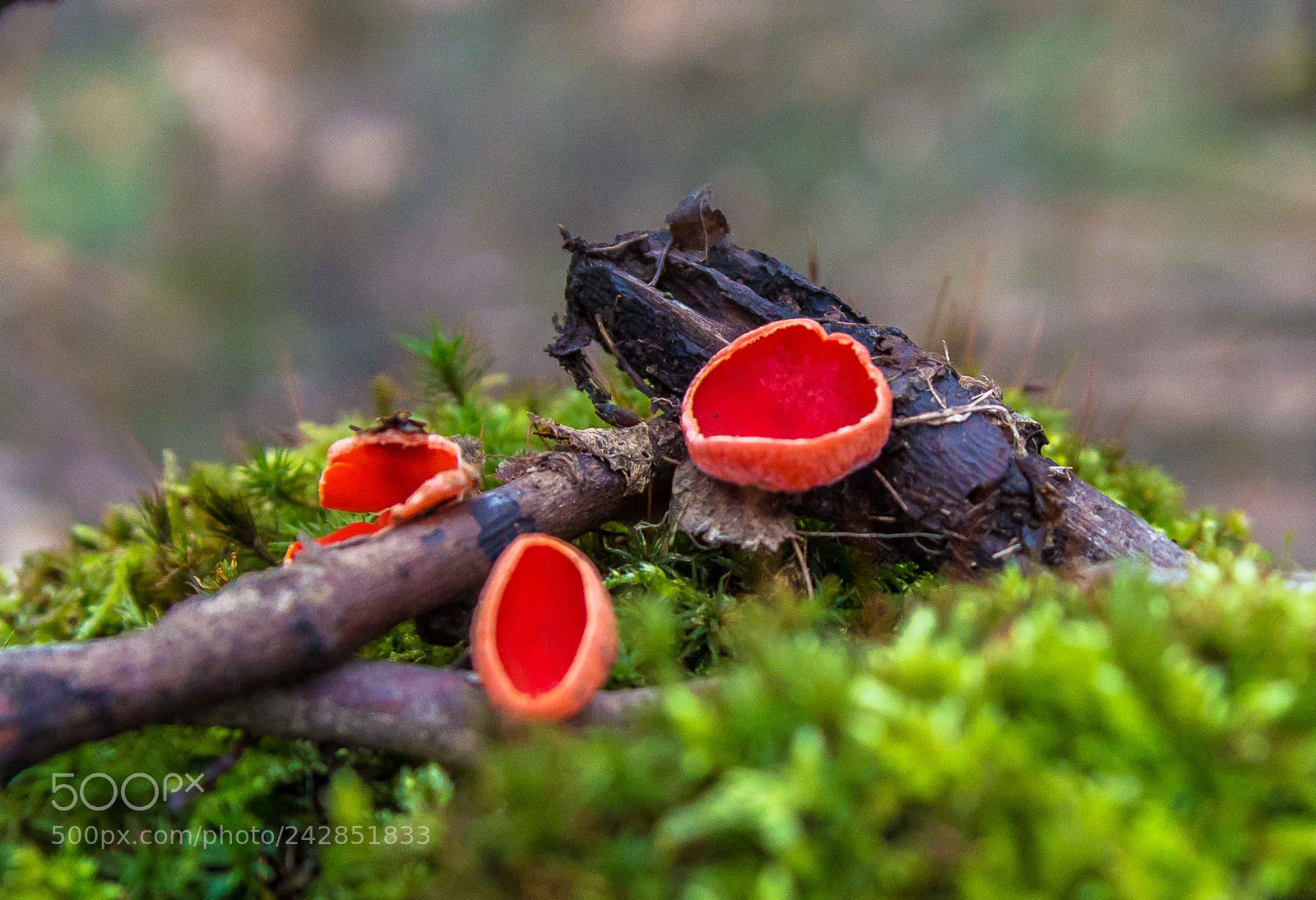 Nikon D3200 sample photo. Sarcoscypha coccinea crveni pehar photography