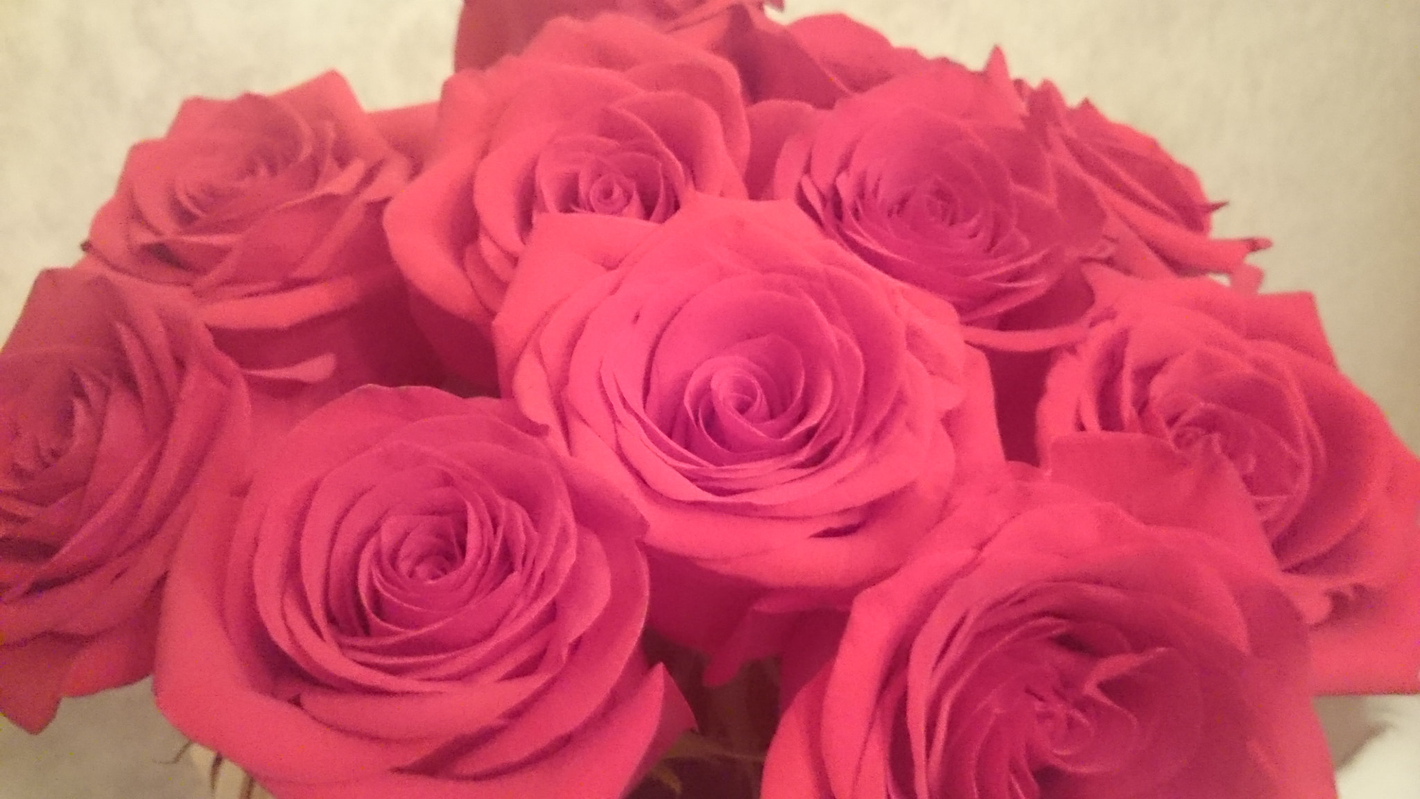 Sony Xperia Z Ultra sample photo. Rose photography