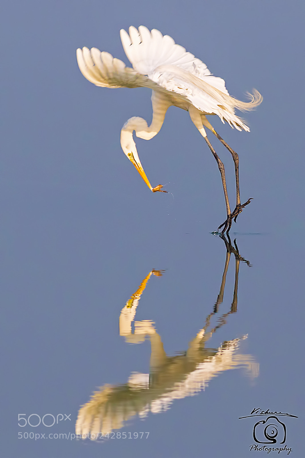 Canon EOS 7D Mark II sample photo. Great egret photography