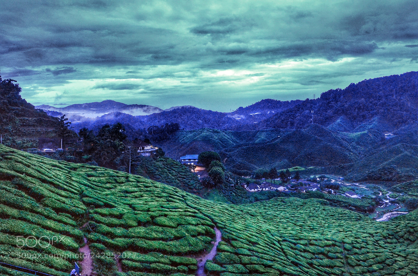 Nikon D5100 sample photo. Tea gardens photography