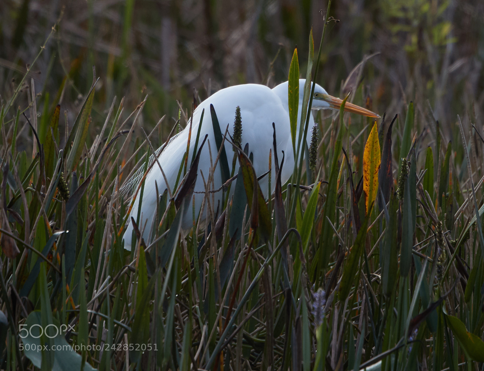 Canon EOS-1D X Mark II sample photo. 01-17-18-9931.jpg photography