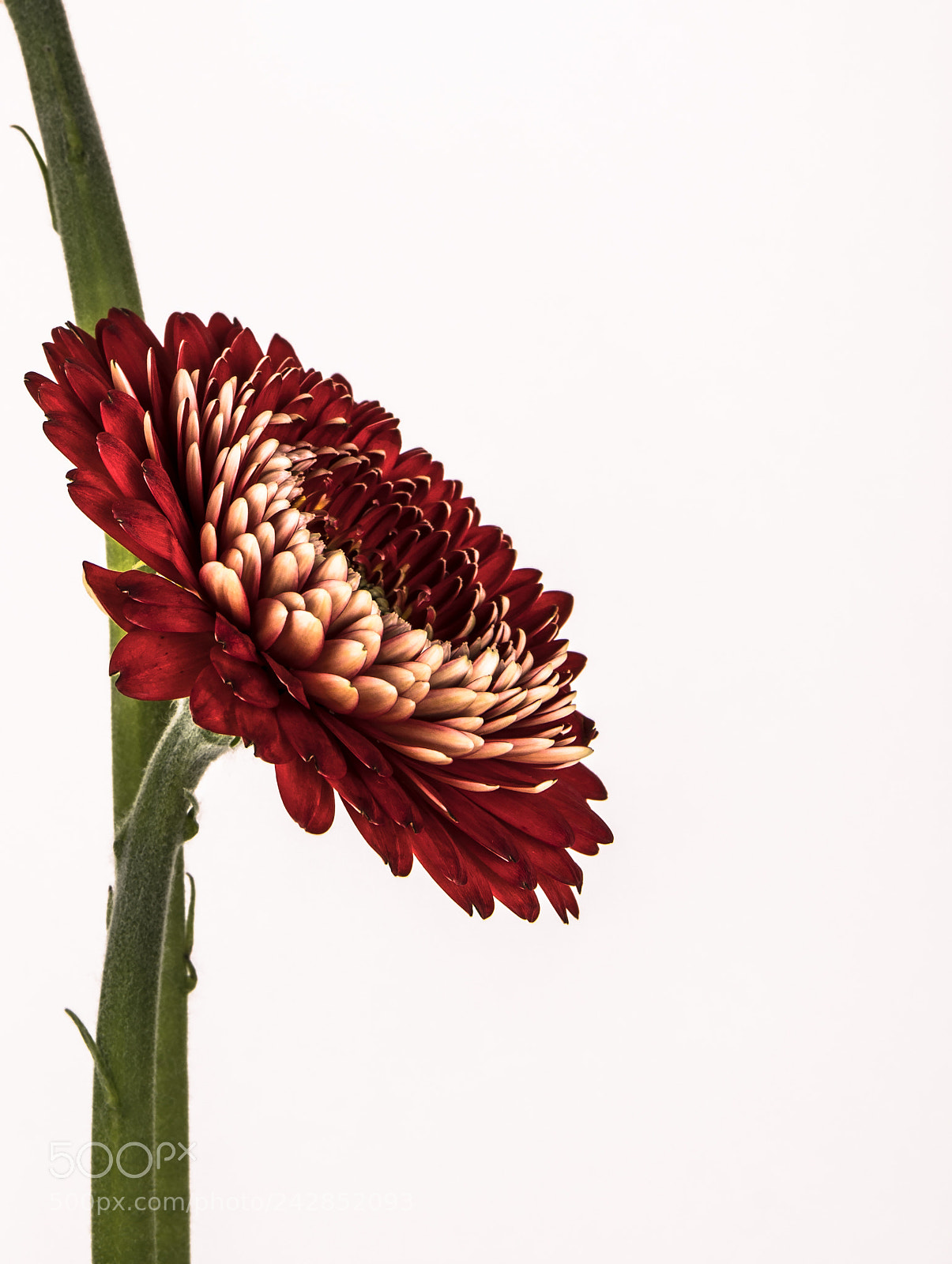 Pentax K-70 sample photo. Standing tall photography