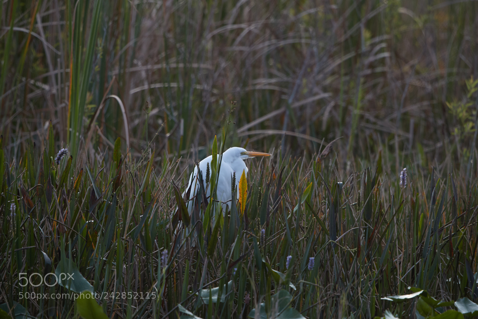 Canon EOS-1D X Mark II sample photo. 01-17-18-9927.jpg photography