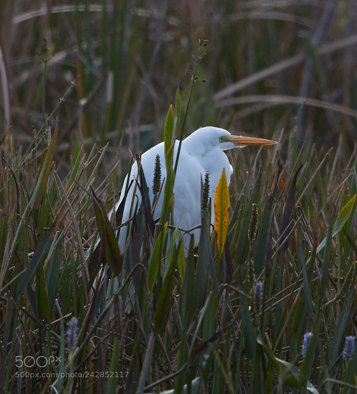 Canon EOS-1D X Mark II sample photo. 01-17-18-9926.jpg photography