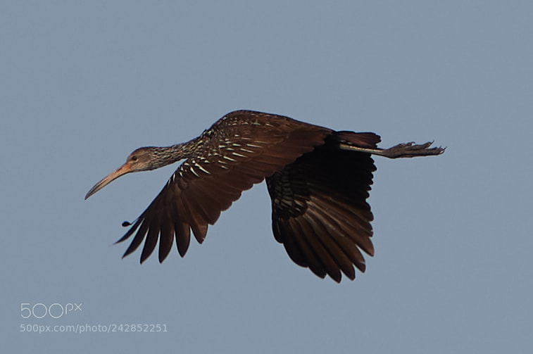 Canon EOS-1D X Mark II sample photo. 01-17-18-9884.jpg photography