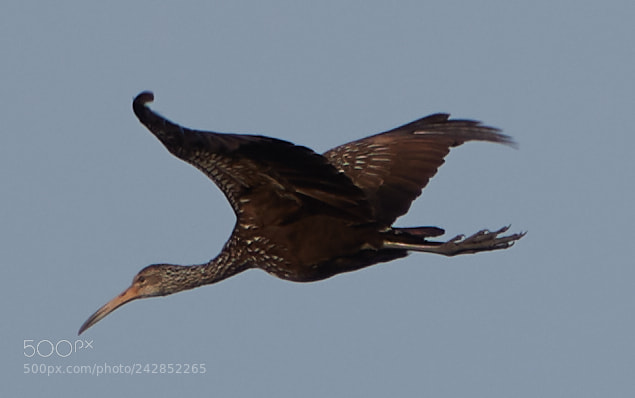 Canon EOS-1D X Mark II sample photo. 01-17-18-9883.jpg photography