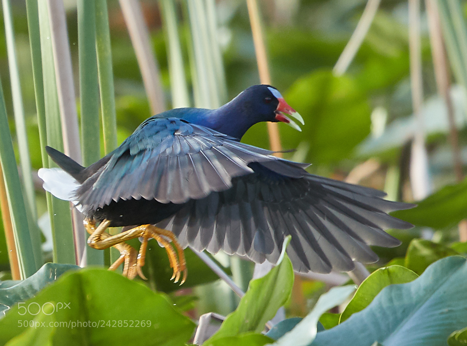Canon EOS-1D X Mark II sample photo. 01-17-18-9857.jpg photography