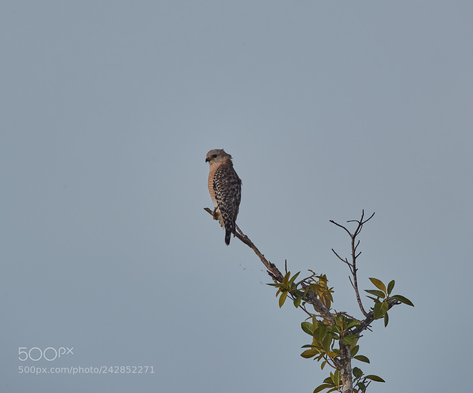 Canon EOS-1D X Mark II sample photo. 01-17-18-9877.jpg photography