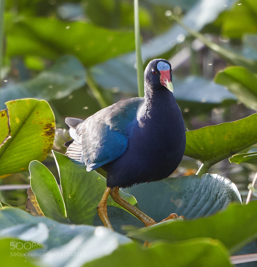 Canon EOS-1D X Mark II sample photo. 01-17-18-9846.jpg photography
