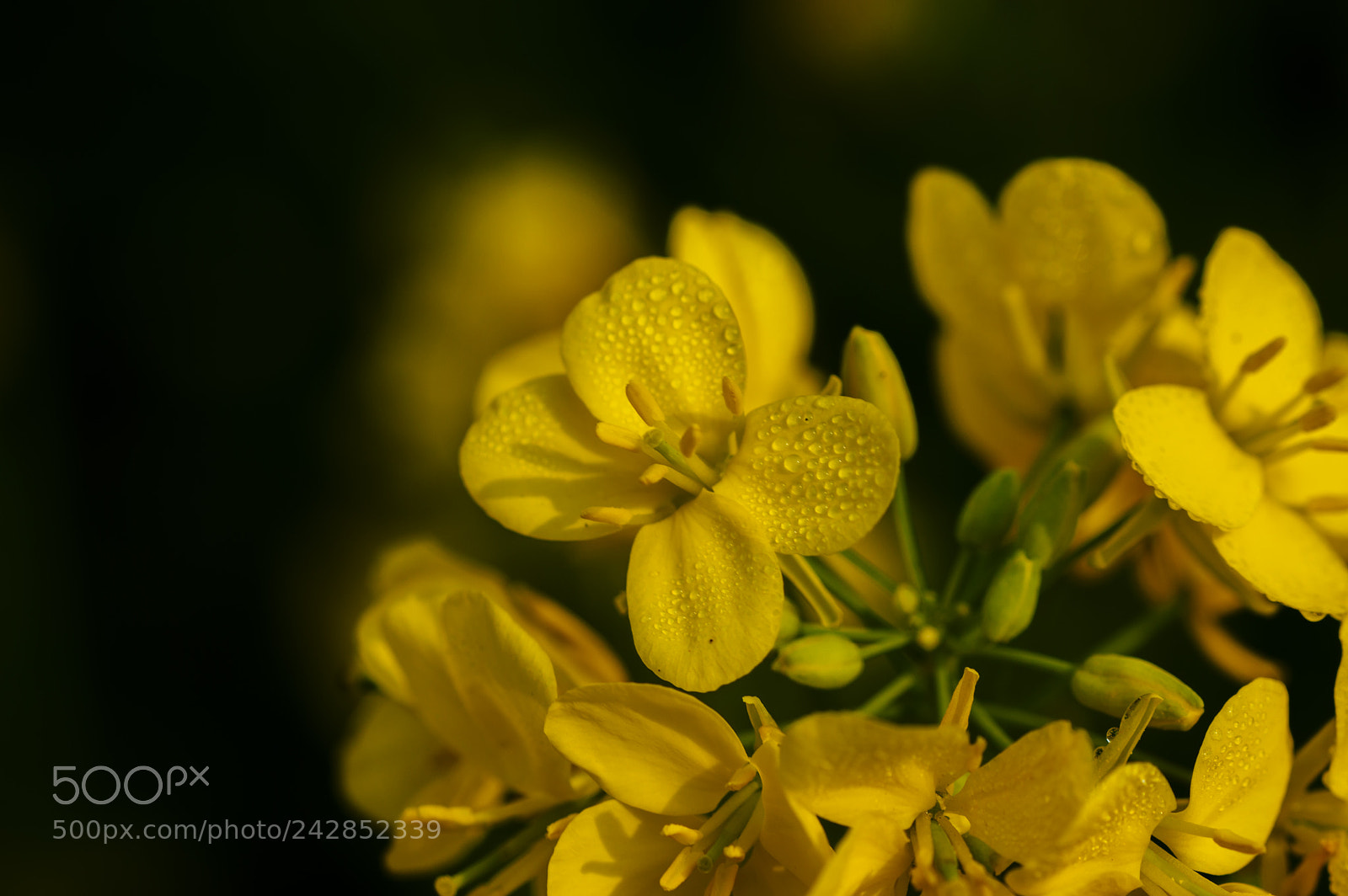 Nikon D3200 sample photo. Mustard flower photography