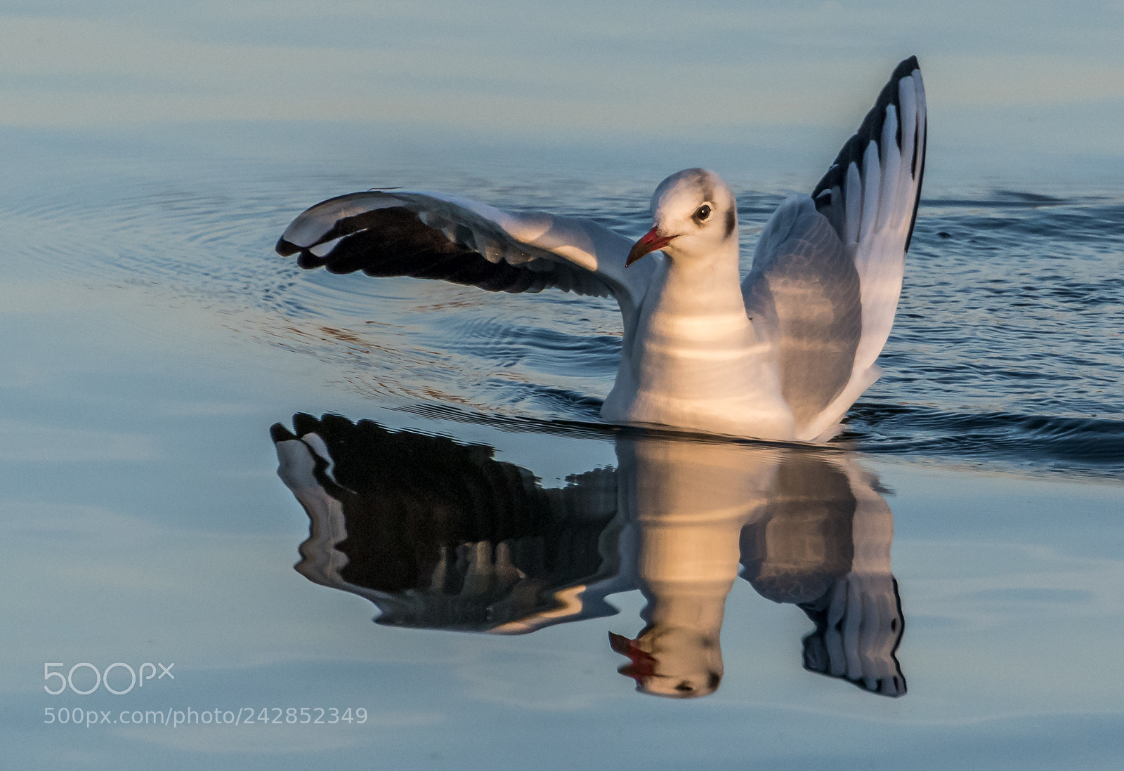 Nikon D5500 sample photo. Seagull on lake photography