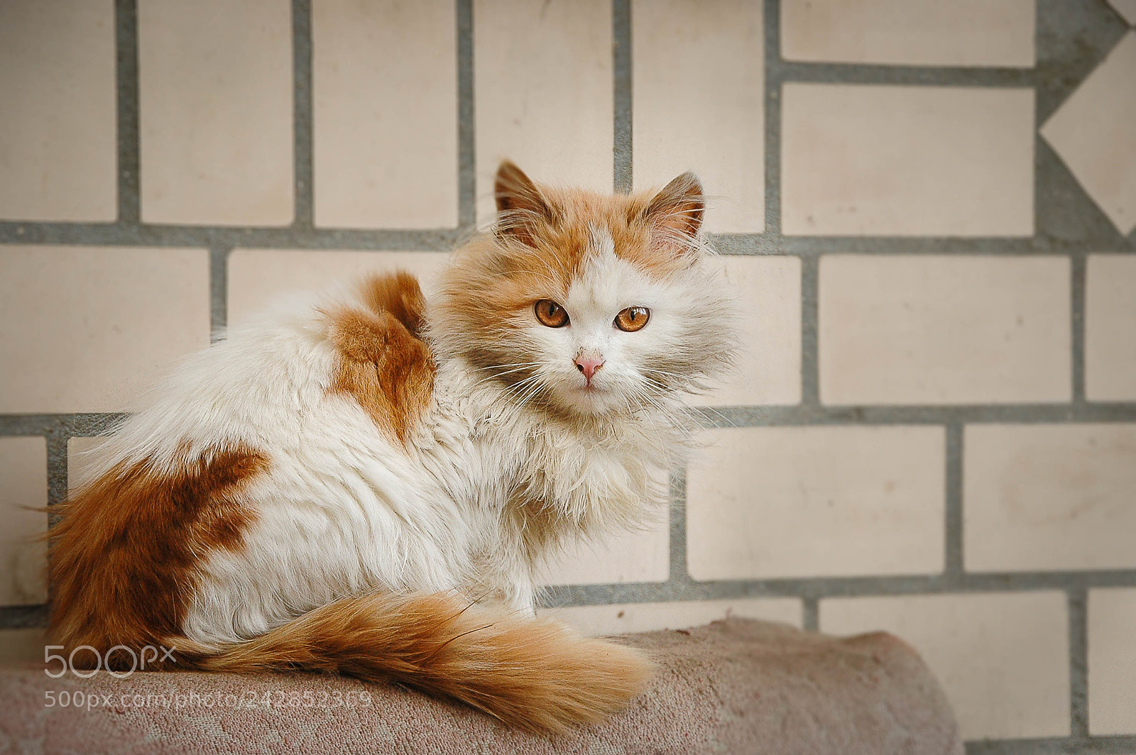 Nikon D70s sample photo. Cat photography