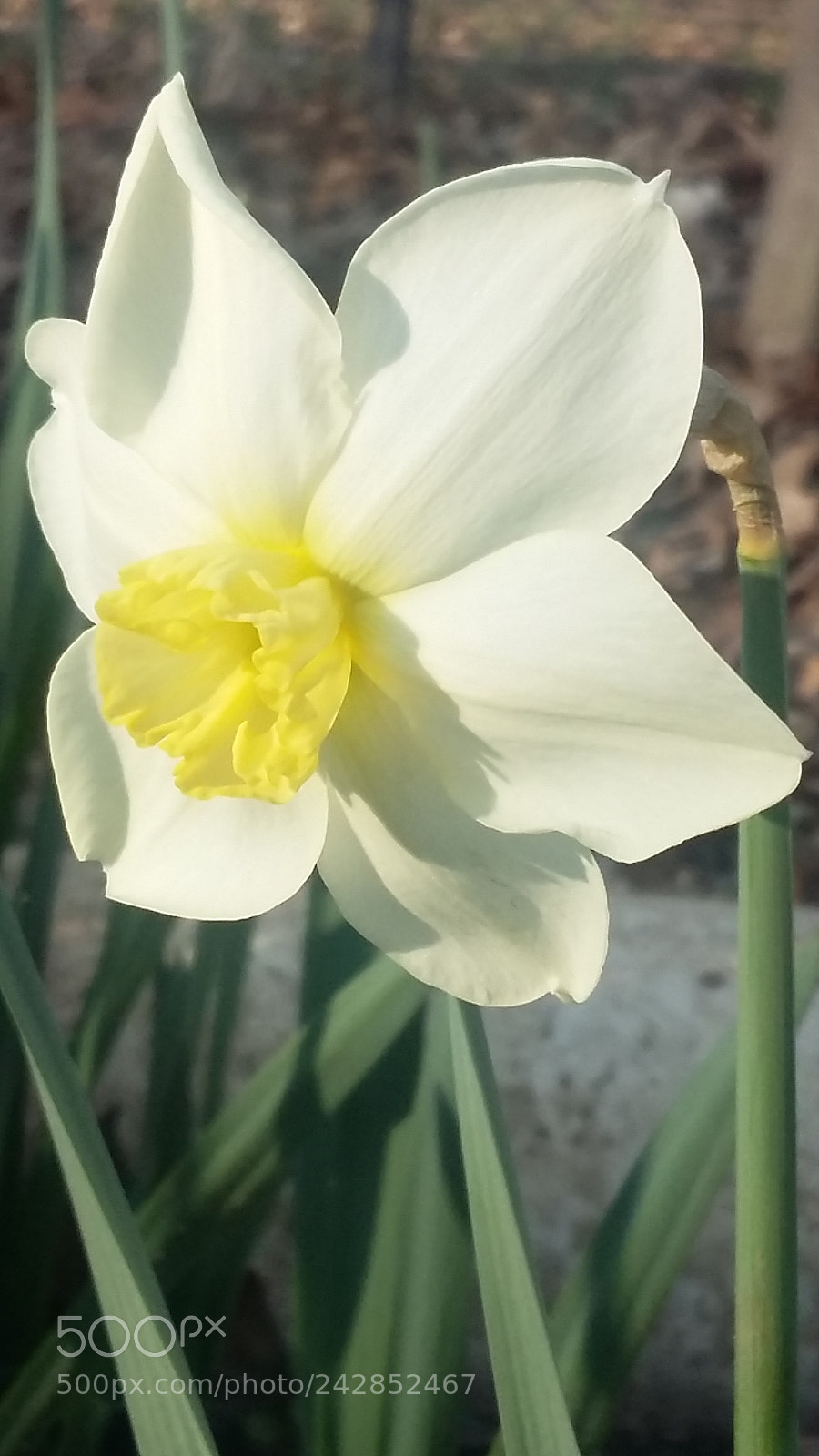Samsung Galaxy Grand Prime sample photo. Untitled photography