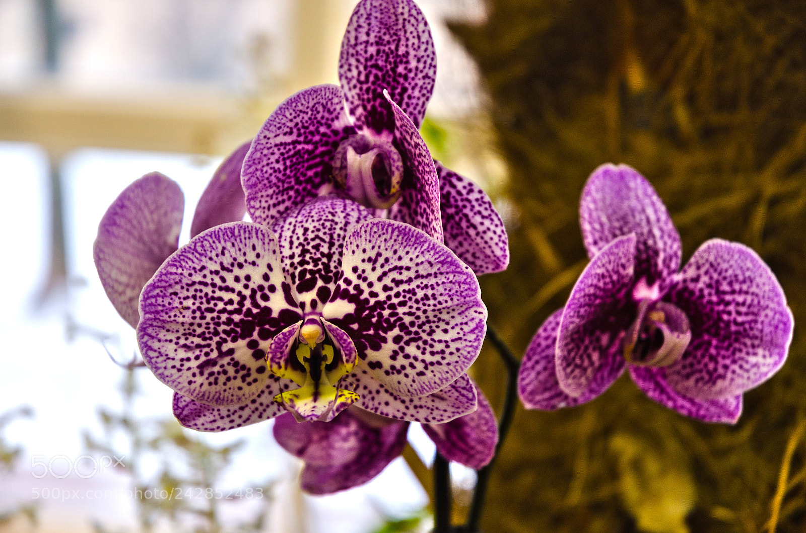 Nikon D5100 sample photo. 277 photography