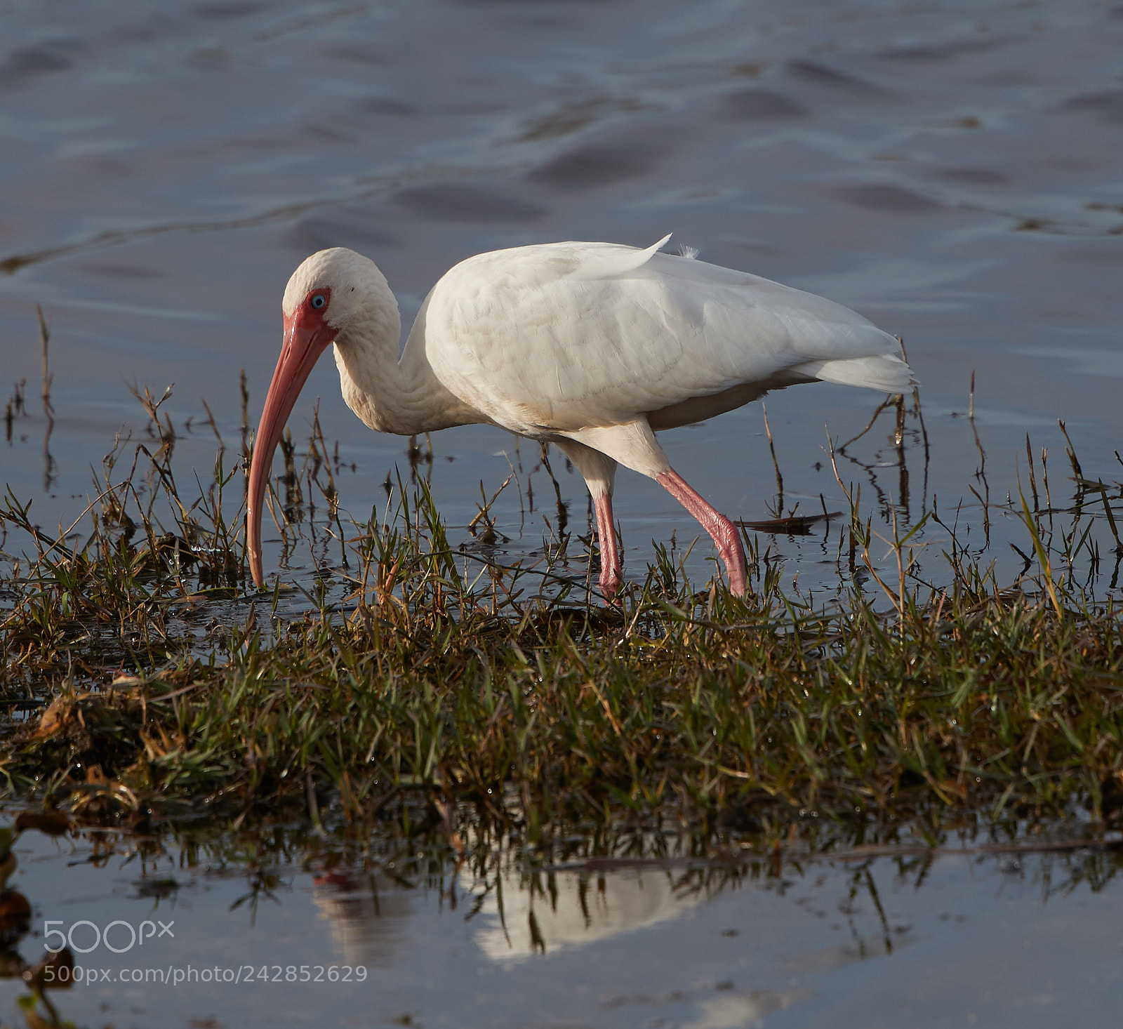 Canon EOS-1D X Mark II sample photo. 01-17-18-9807.jpg photography