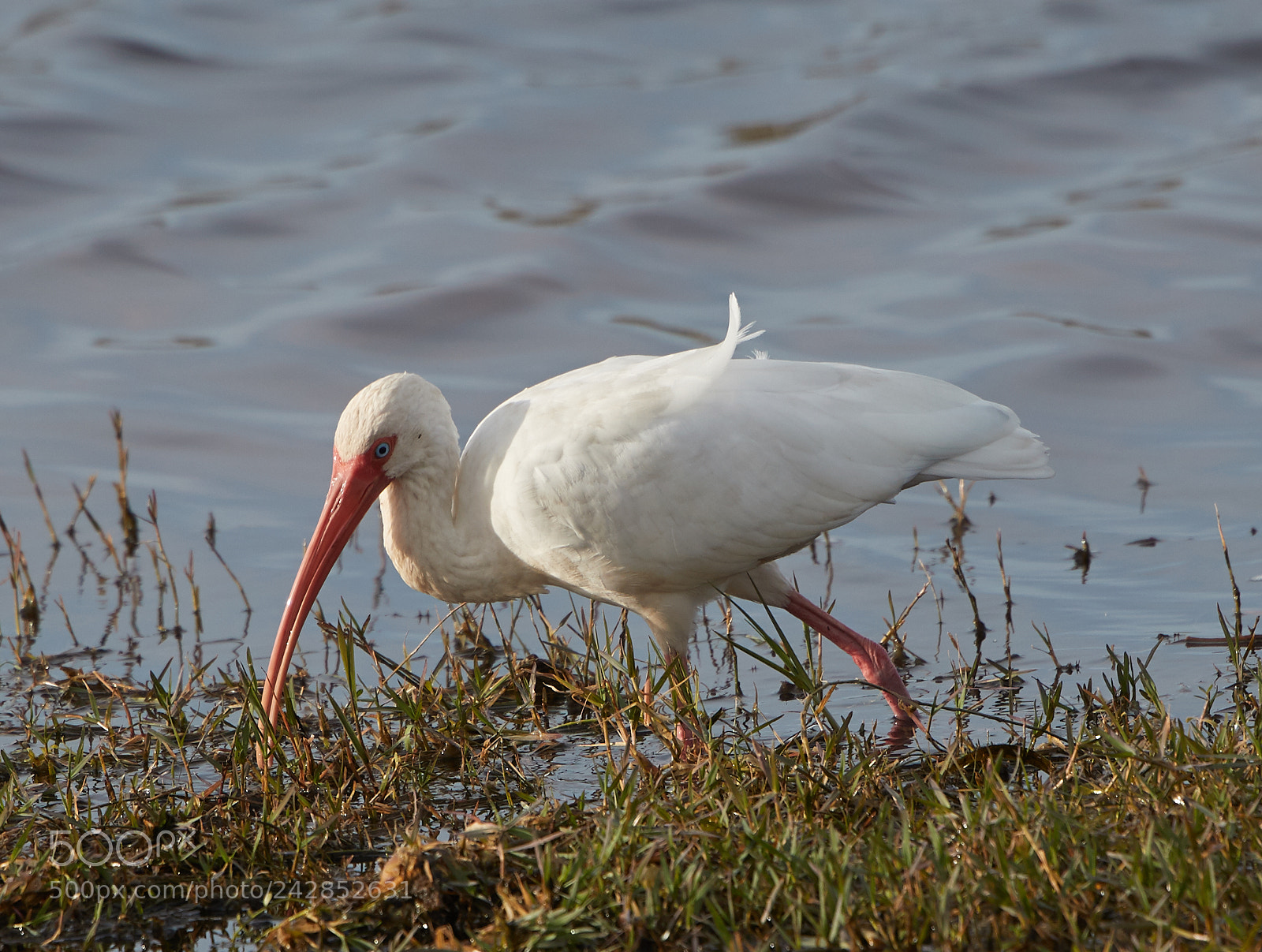 Canon EOS-1D X Mark II sample photo. 01-17-18-9806.jpg photography