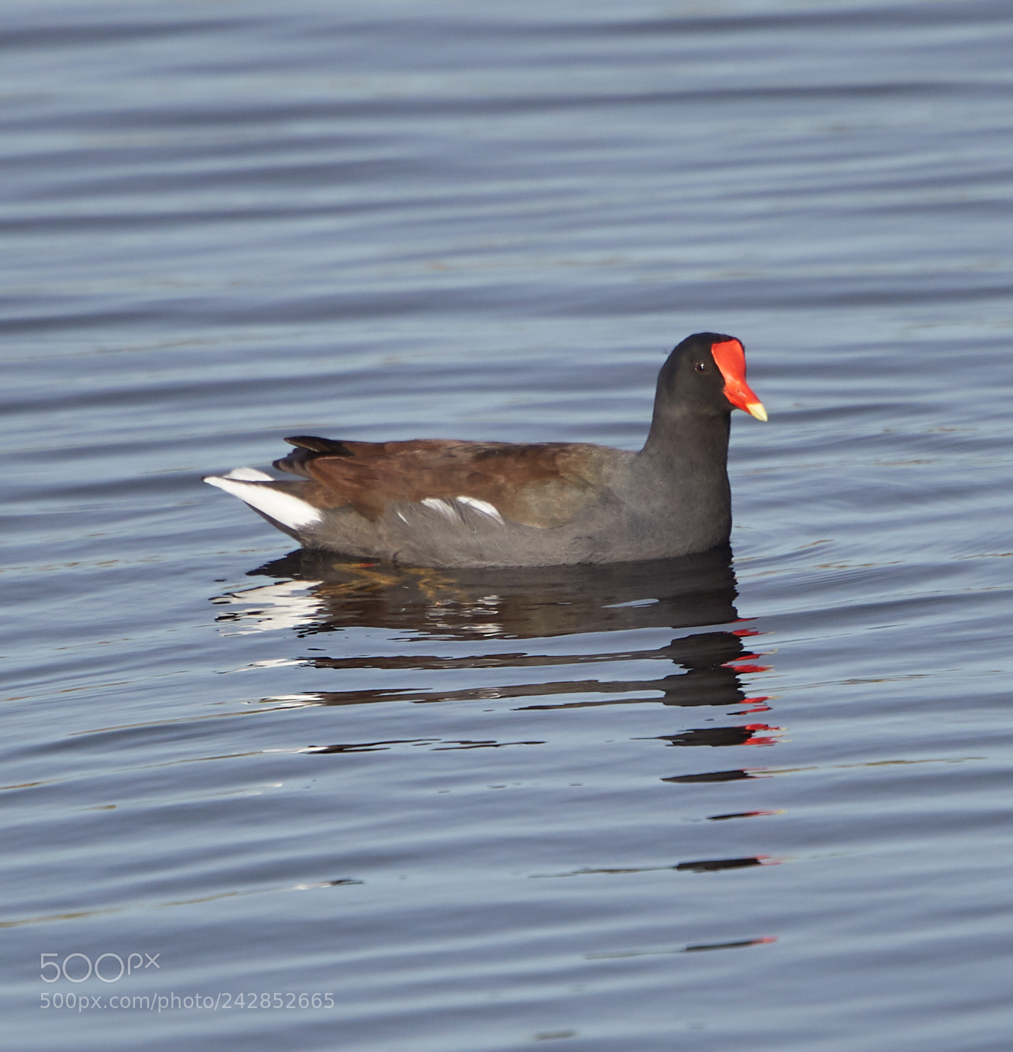 Canon EOS-1D X Mark II sample photo. 01-17-18-9810.jpg photography