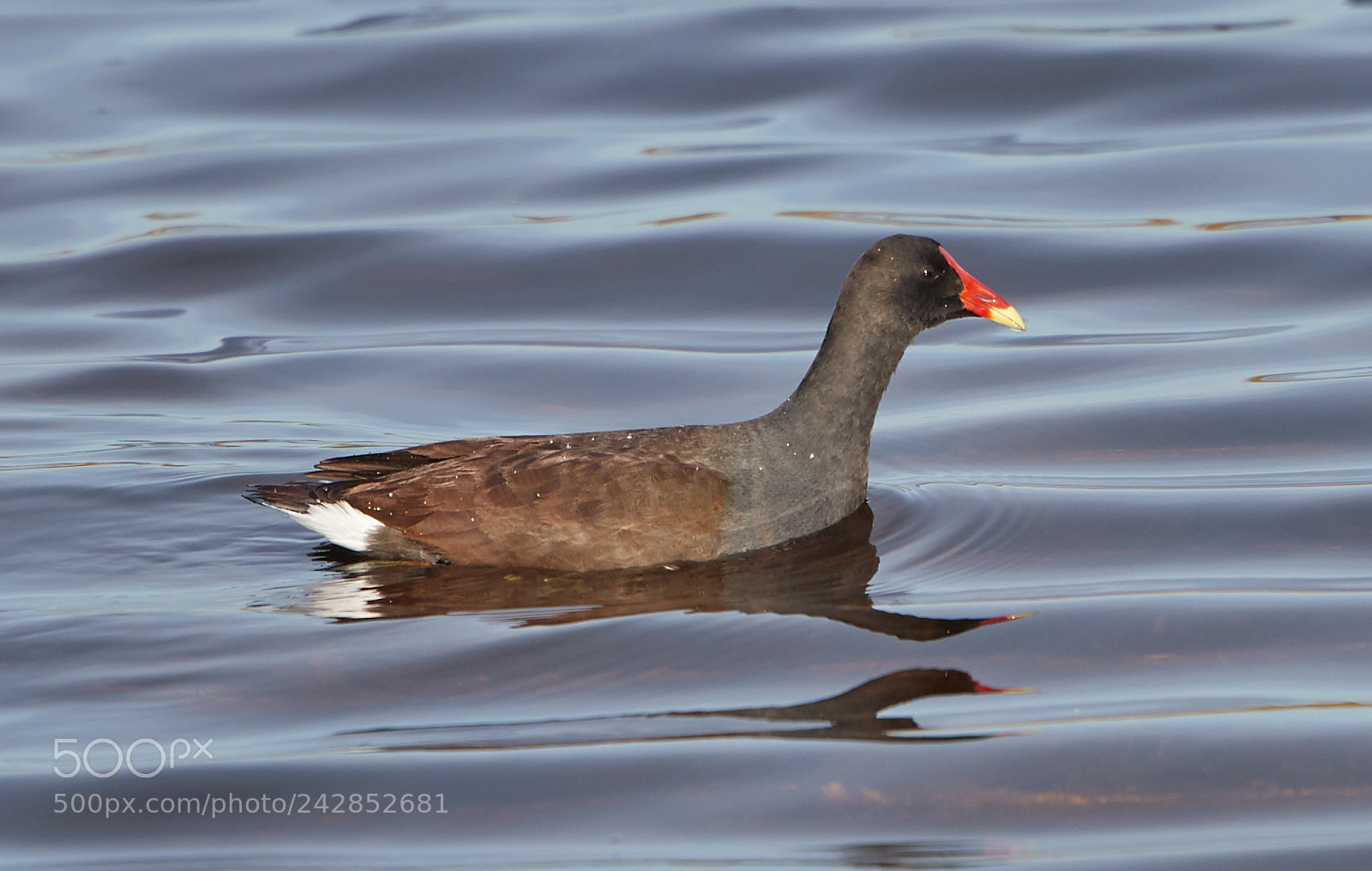 Canon EOS-1D X Mark II sample photo. 01-17-18-9830.jpg photography