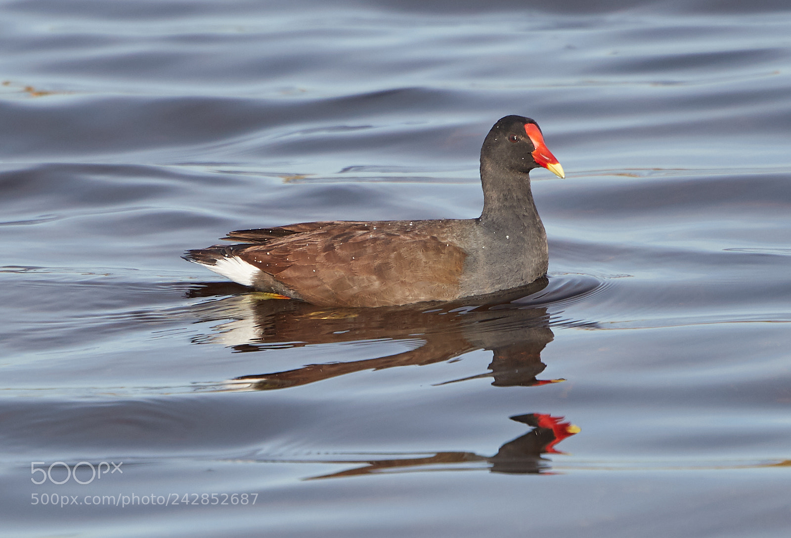 Canon EOS-1D X Mark II sample photo. 01-17-18-9831.jpg photography