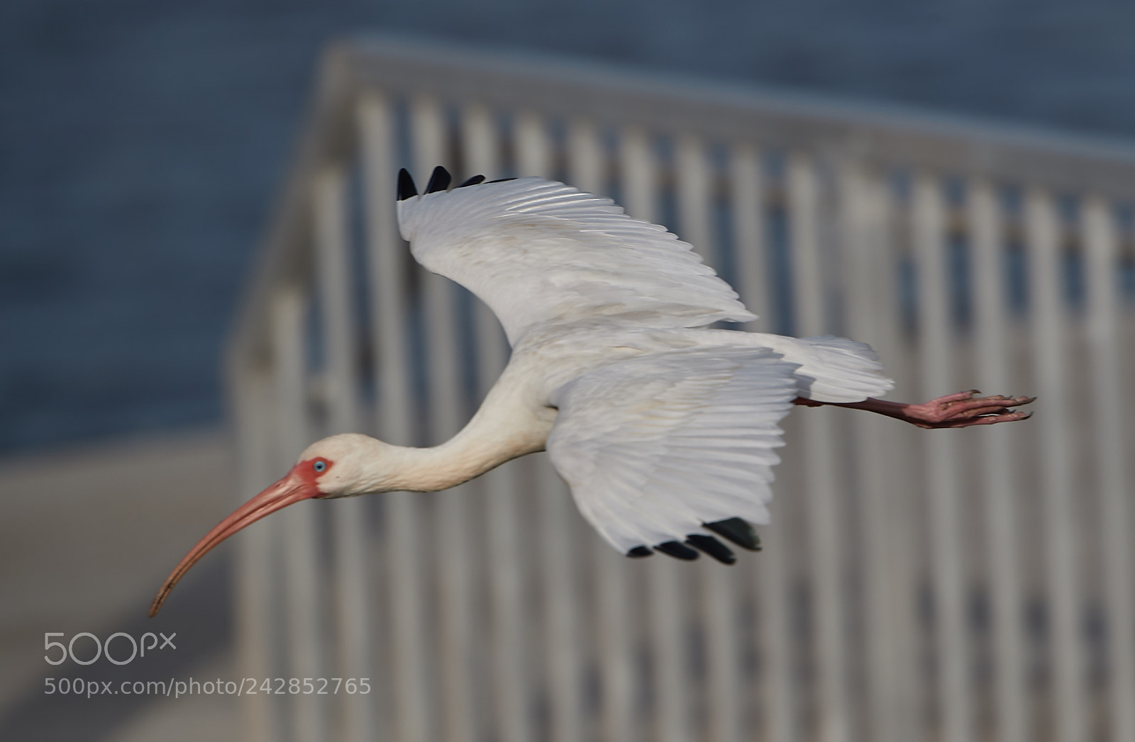 Canon EOS-1D X Mark II sample photo. 01-17-18-9816.jpg photography