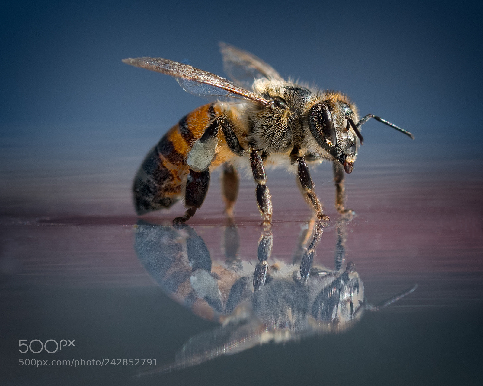 Nikon D810 sample photo. To bee or not photography