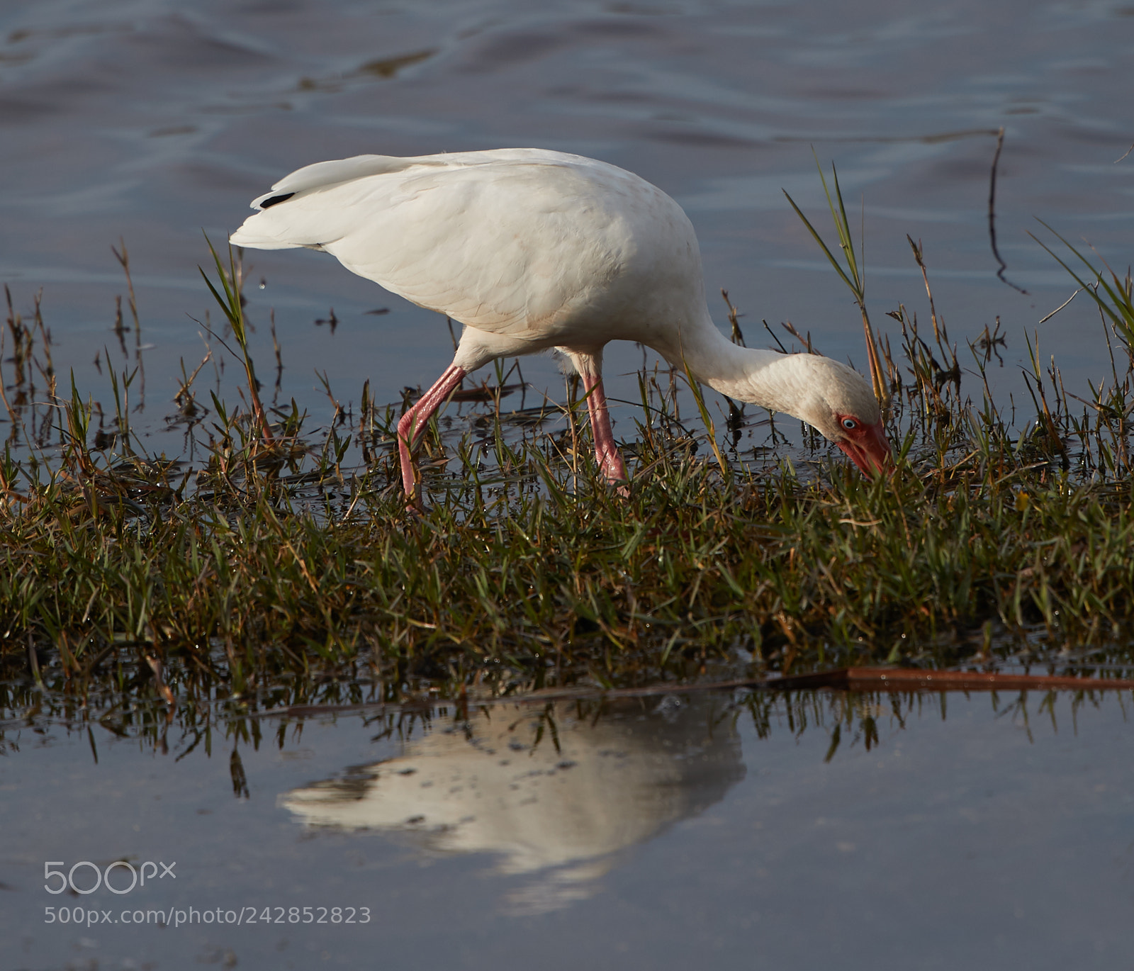 Canon EOS-1D X Mark II sample photo. 01-17-18-9803.jpg photography