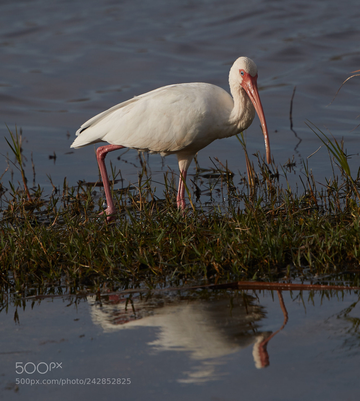 Canon EOS-1D X Mark II sample photo. 01-17-18-9802 1.jpg photography
