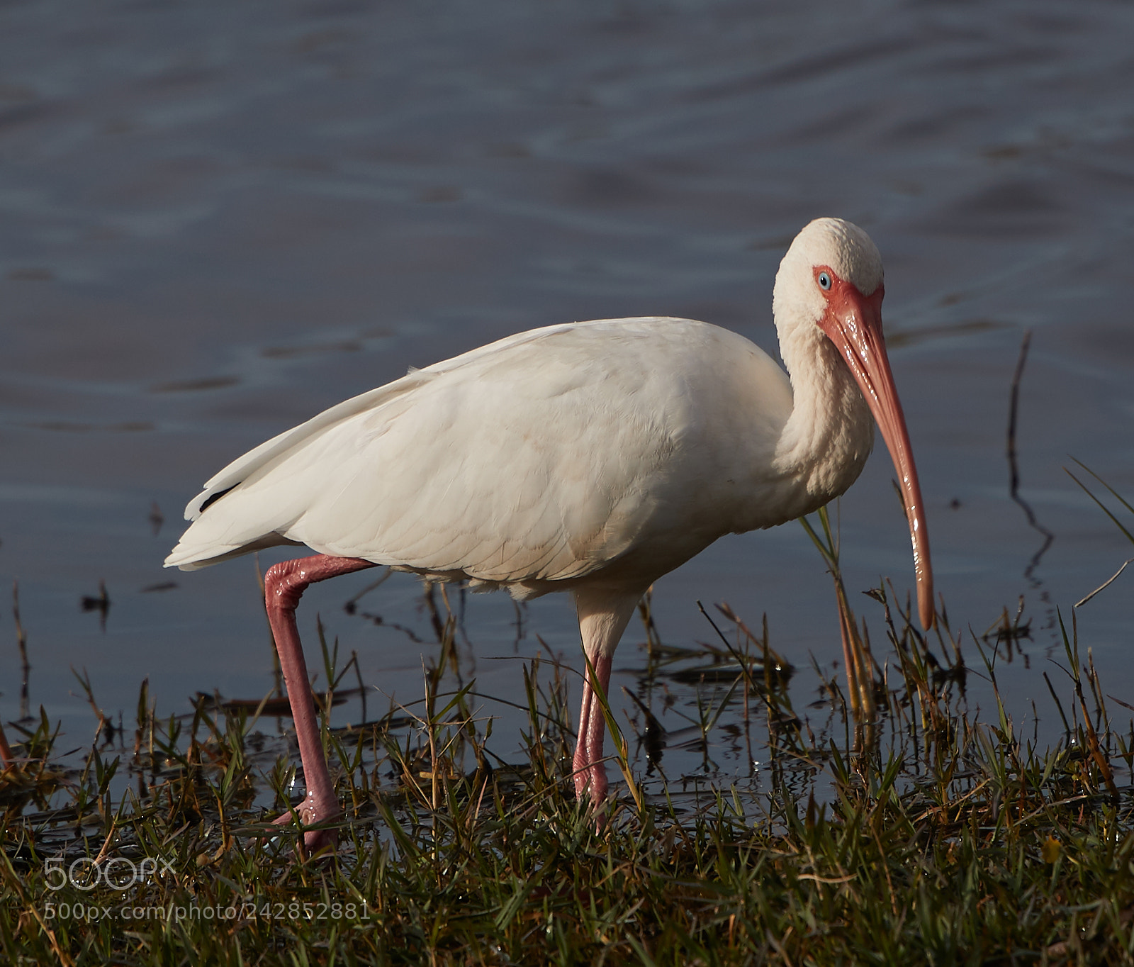 Canon EOS-1D X Mark II sample photo. 01-17-18-9802.jpg photography
