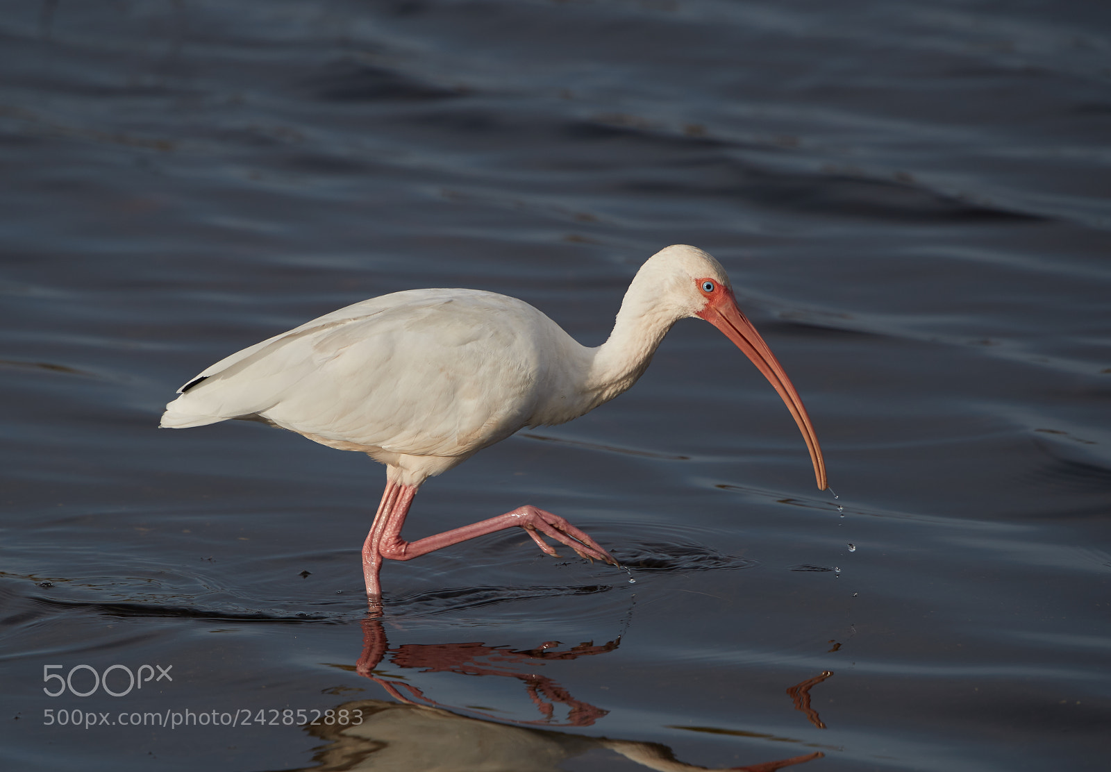 Canon EOS-1D X Mark II sample photo. 01-17-18-9801.jpg photography