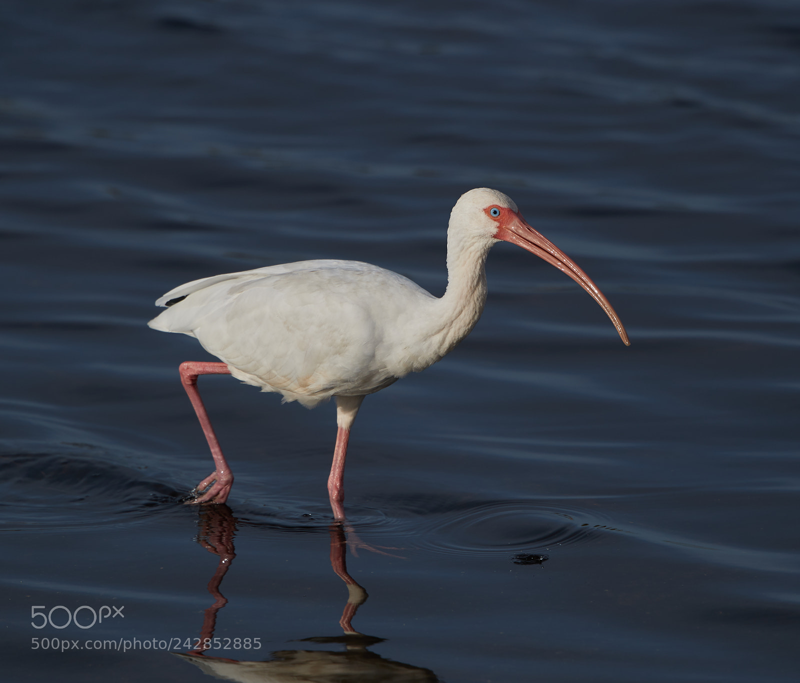 Canon EOS-1D X Mark II sample photo. 01-17-18-9800.jpg photography