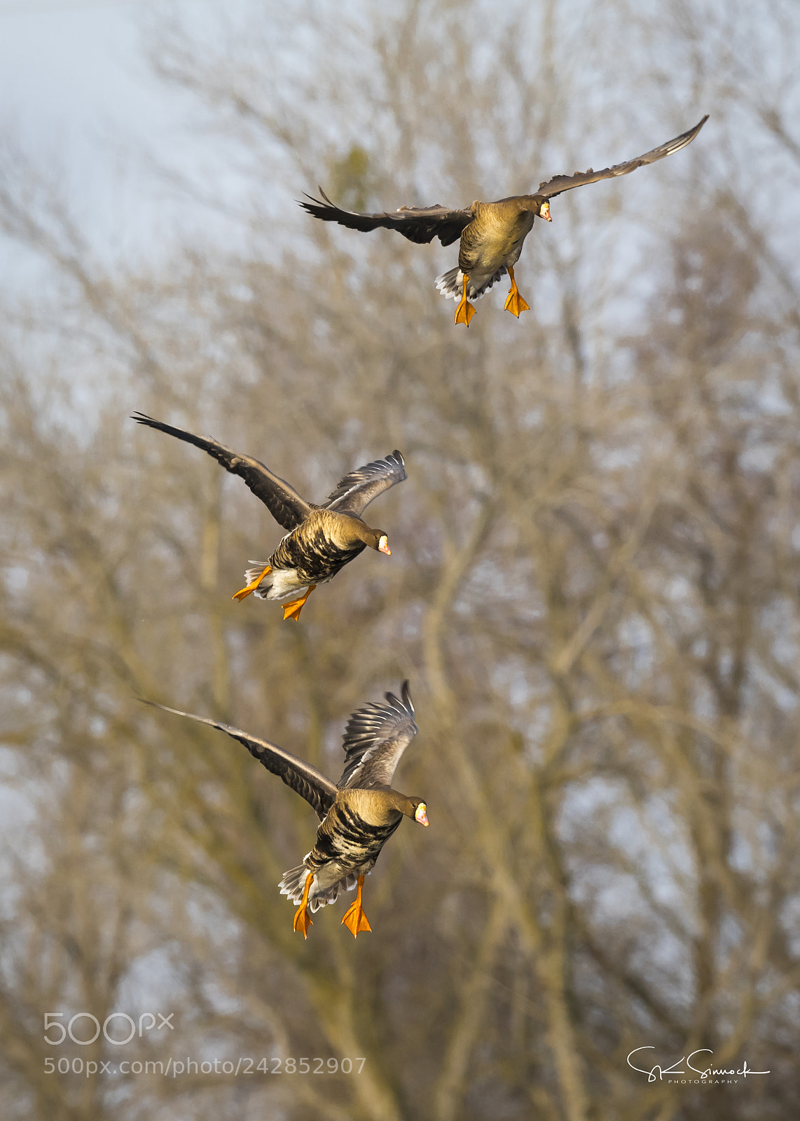 Nikon D850 sample photo. Greater white fronted geese photography