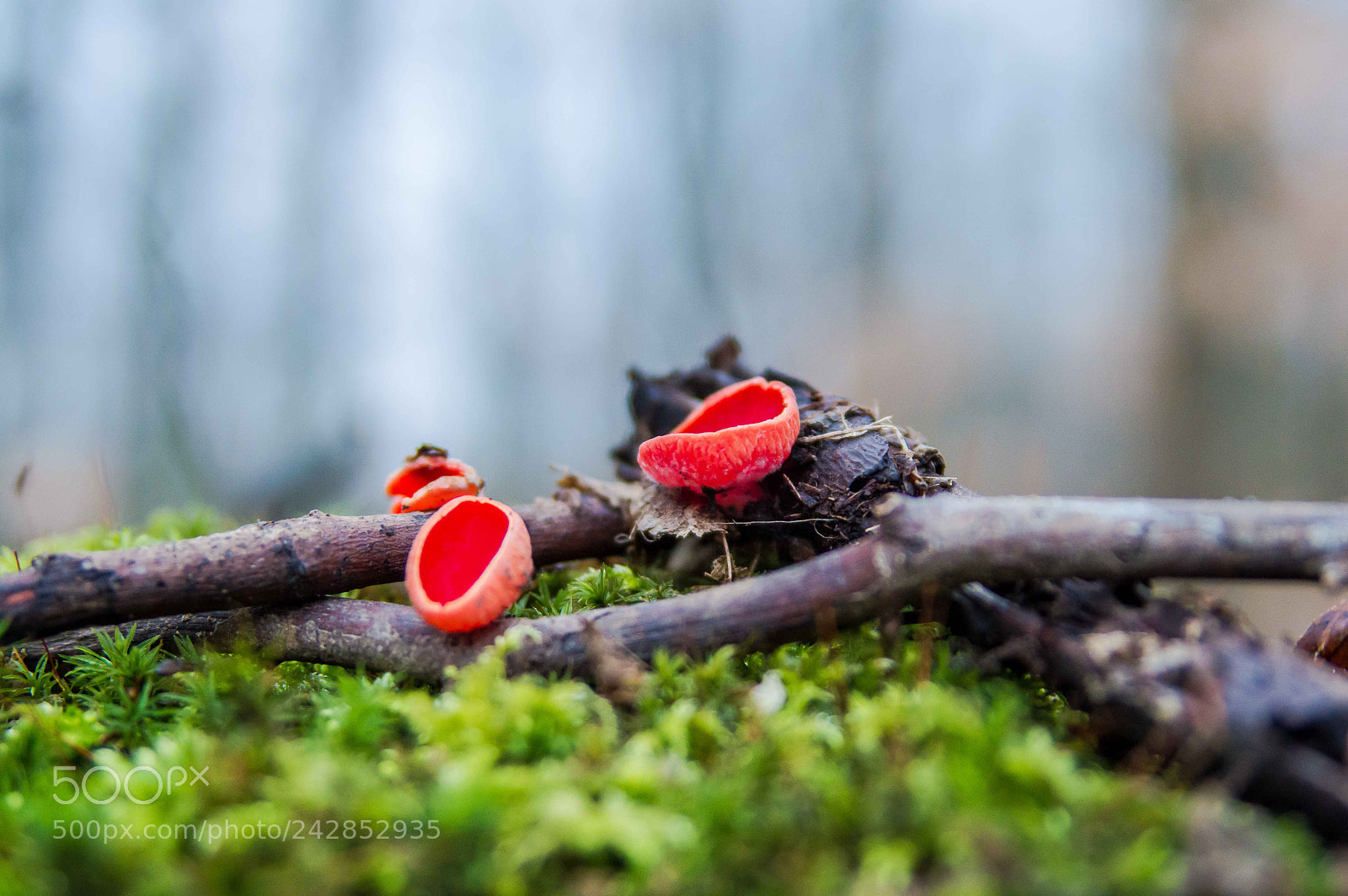 Nikon D3200 sample photo. Sarcoscypha coccinea crveni pehar photography