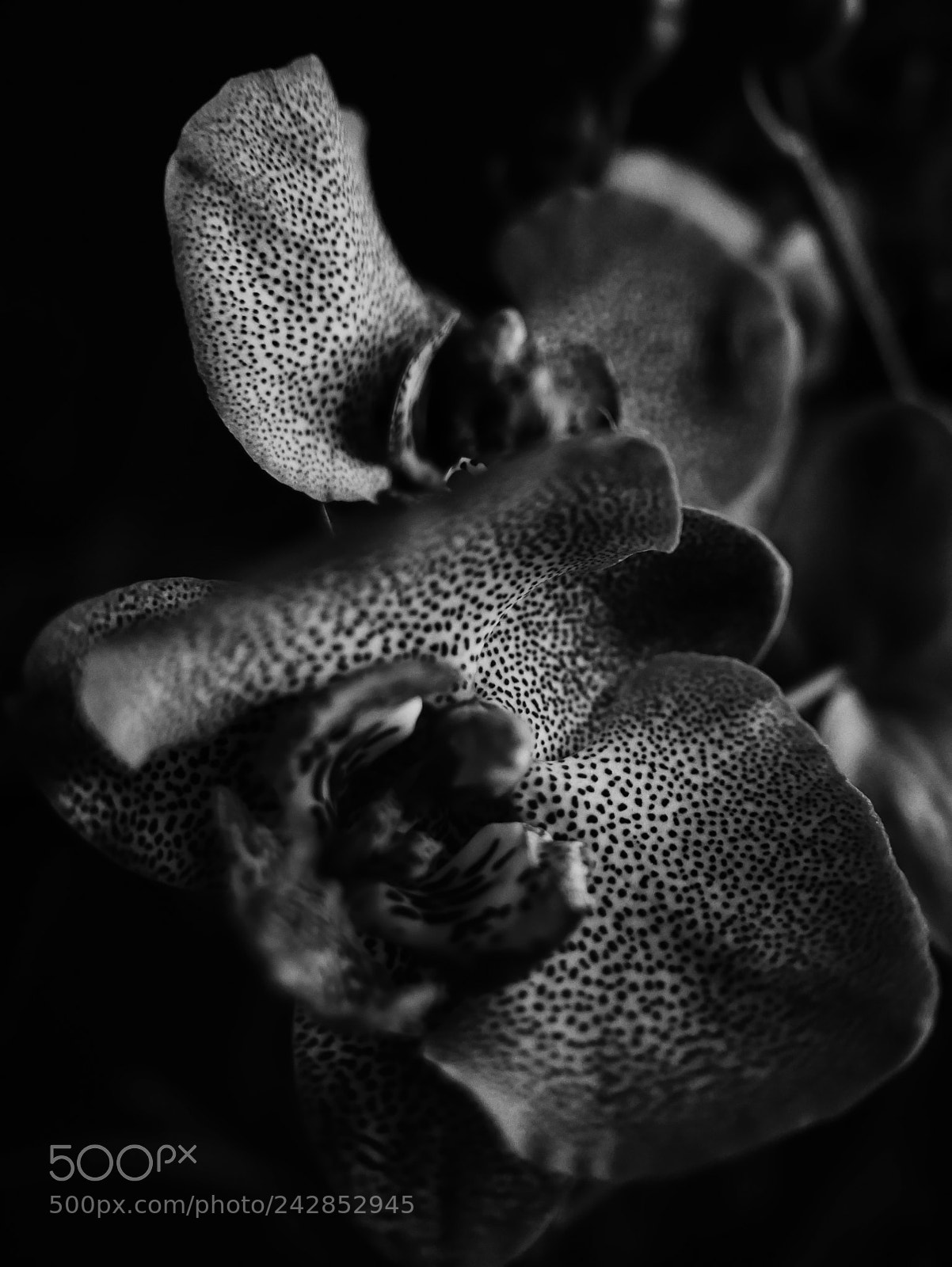 Panasonic Lumix DMC-LX100 sample photo. Orchidea photography