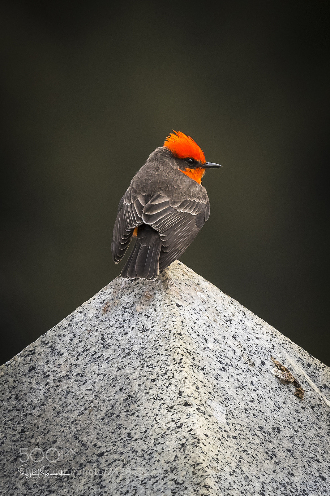 Nikon D850 sample photo. Vermillion flycatcher photography