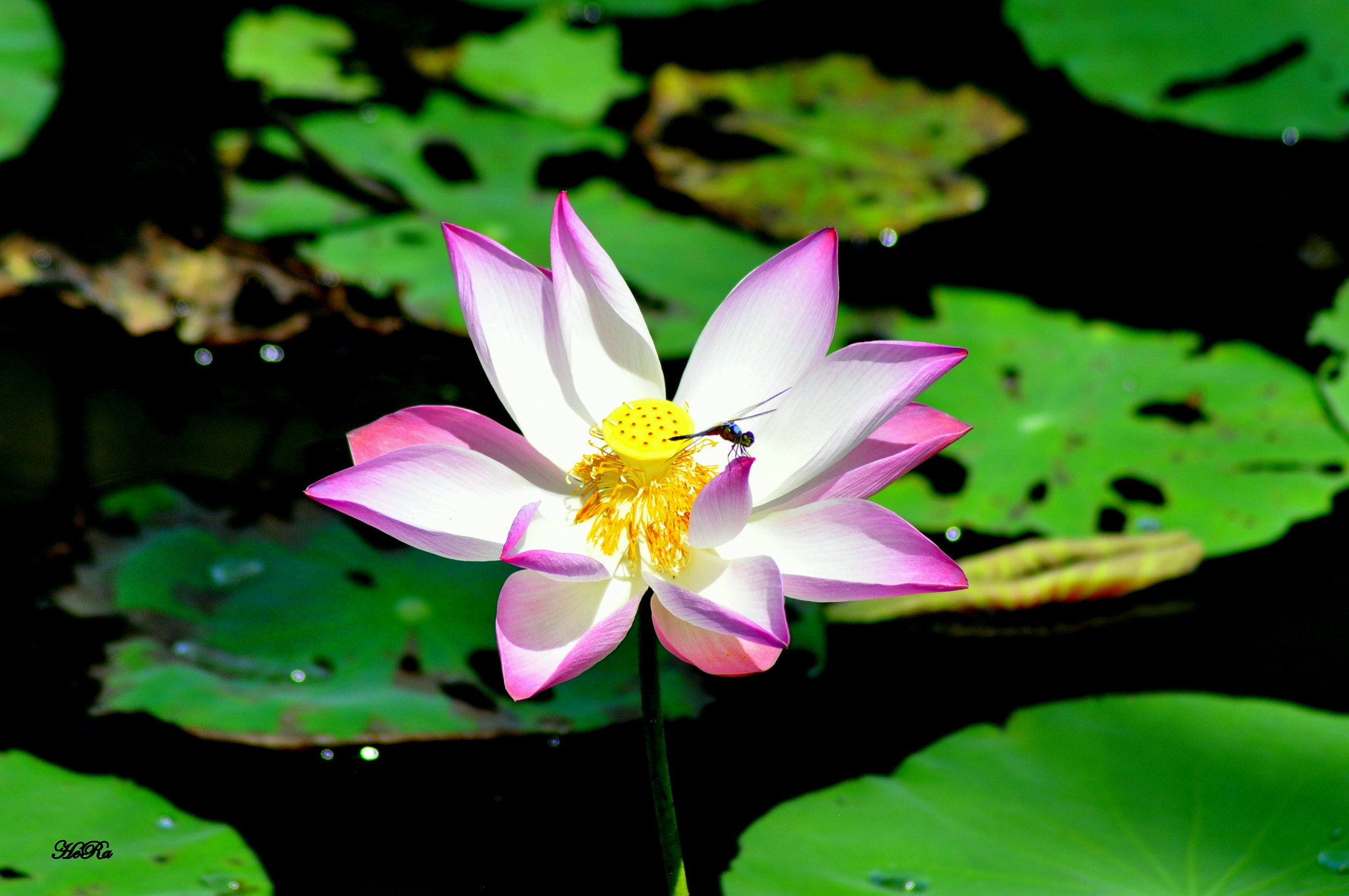 Nikon D90 + Nikon AF Nikkor 70-300mm F4-5.6G sample photo. Lotus flower vietnam photography
