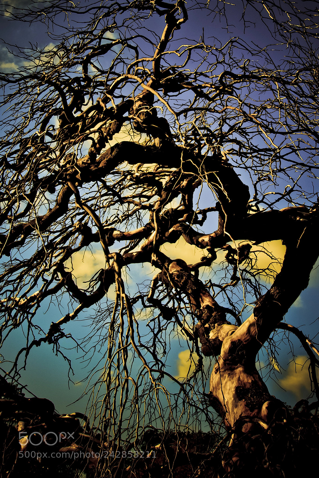 Canon EOS 40D sample photo. Gnarly tree photography