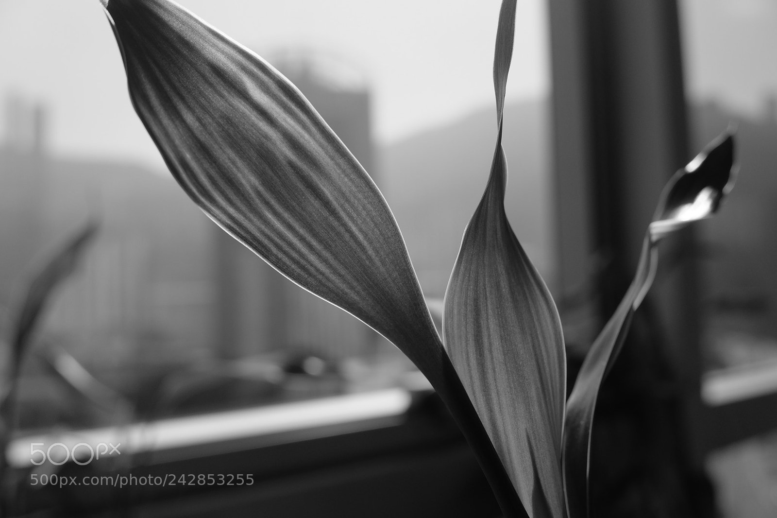 Fujifilm X70 sample photo. Black and white photography