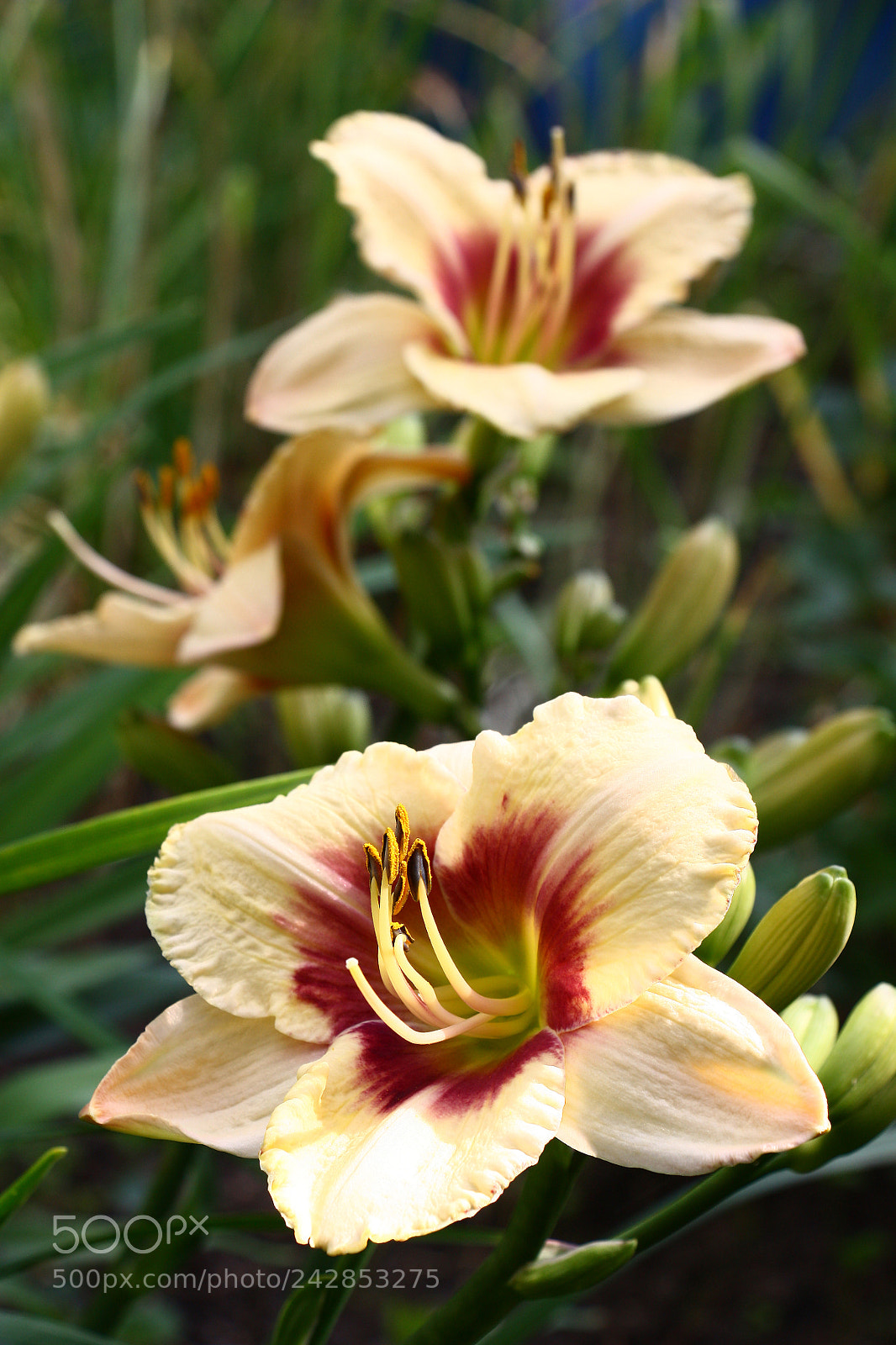Canon EOS 450D (EOS Rebel XSi / EOS Kiss X2) sample photo. Hemerocallis forward and a photography