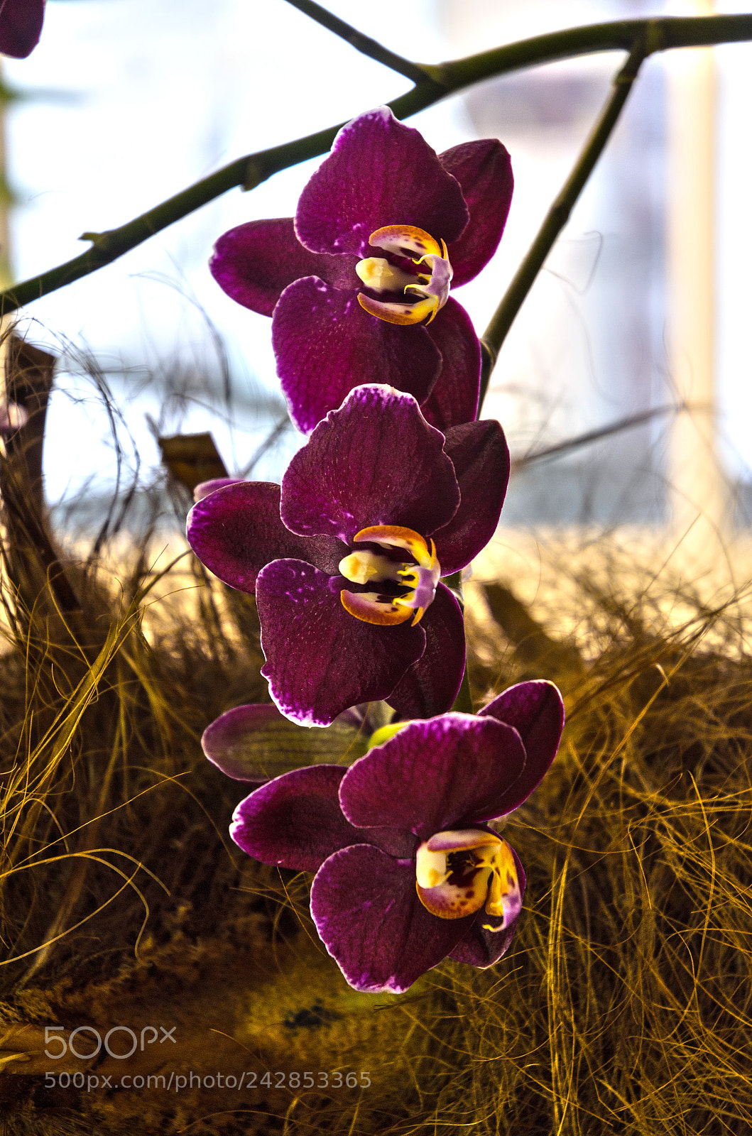 Nikon D5100 sample photo. 278 photography